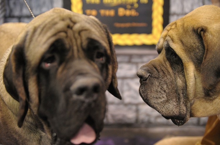 Президент РКФ Голубев Владимир