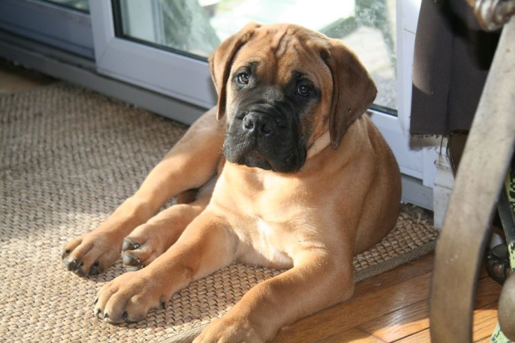 Бульдог мастиф