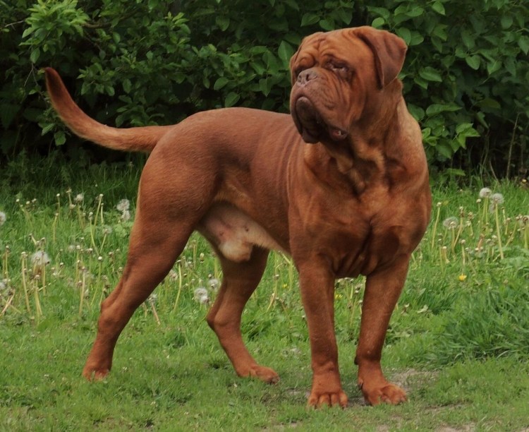 Бордосский мастиф