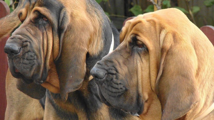 Тёрнер и Хуч фильм 1989