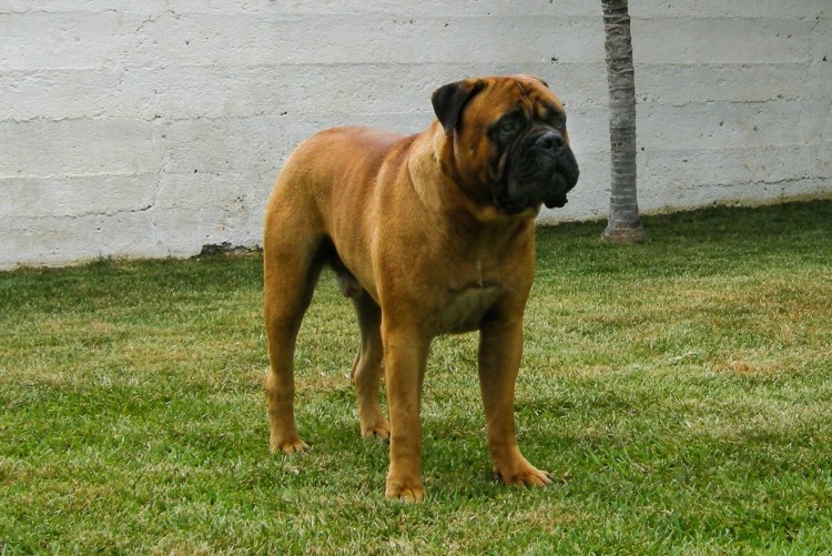 Урон мастиф