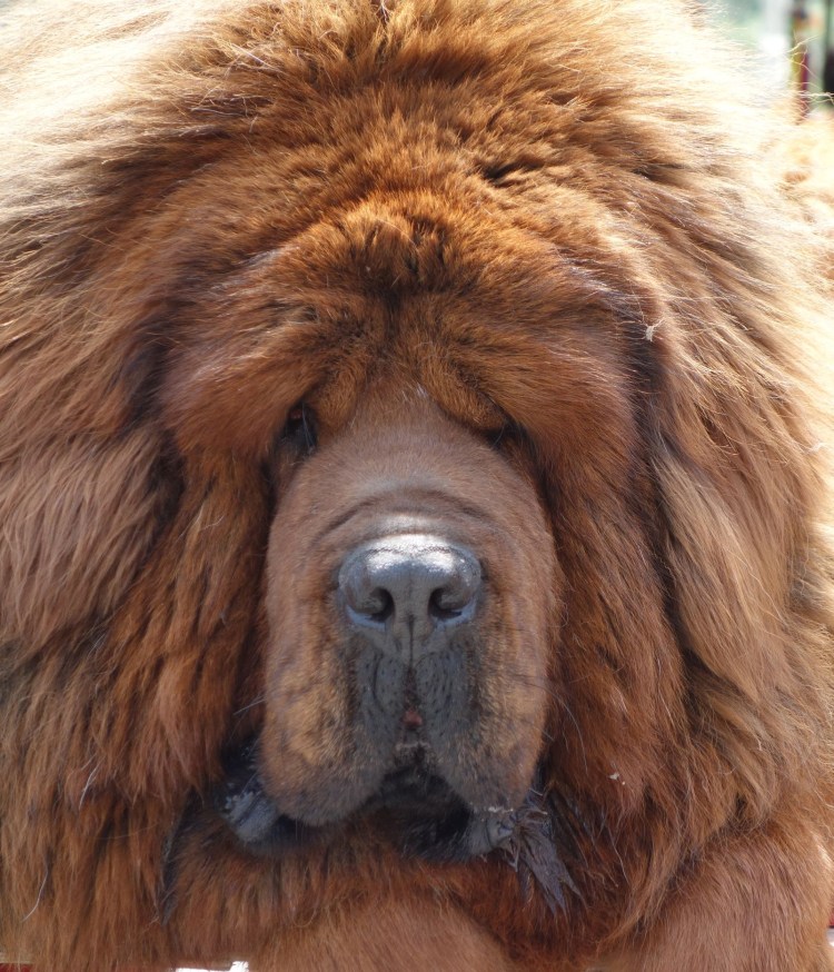 Тибетский мастиф переросток