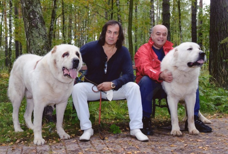 Мастино спит