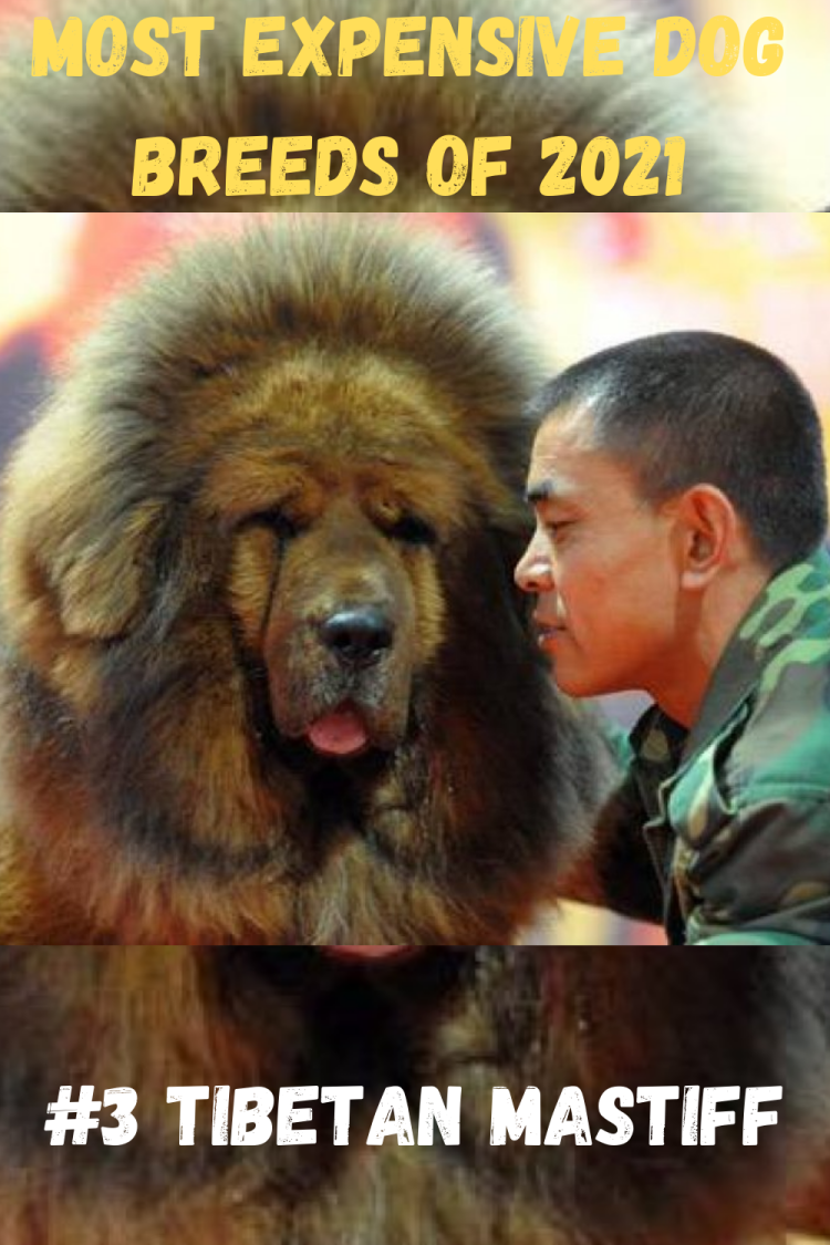 Мастиф Стаффорд