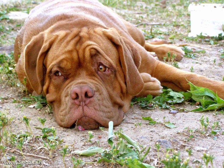 Французский мастиф