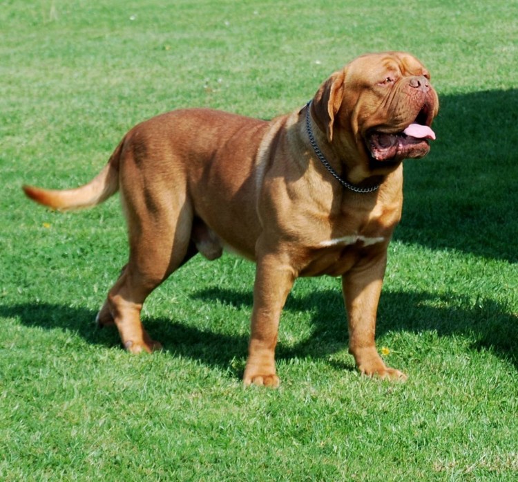 Тибетский мастиф в атаке