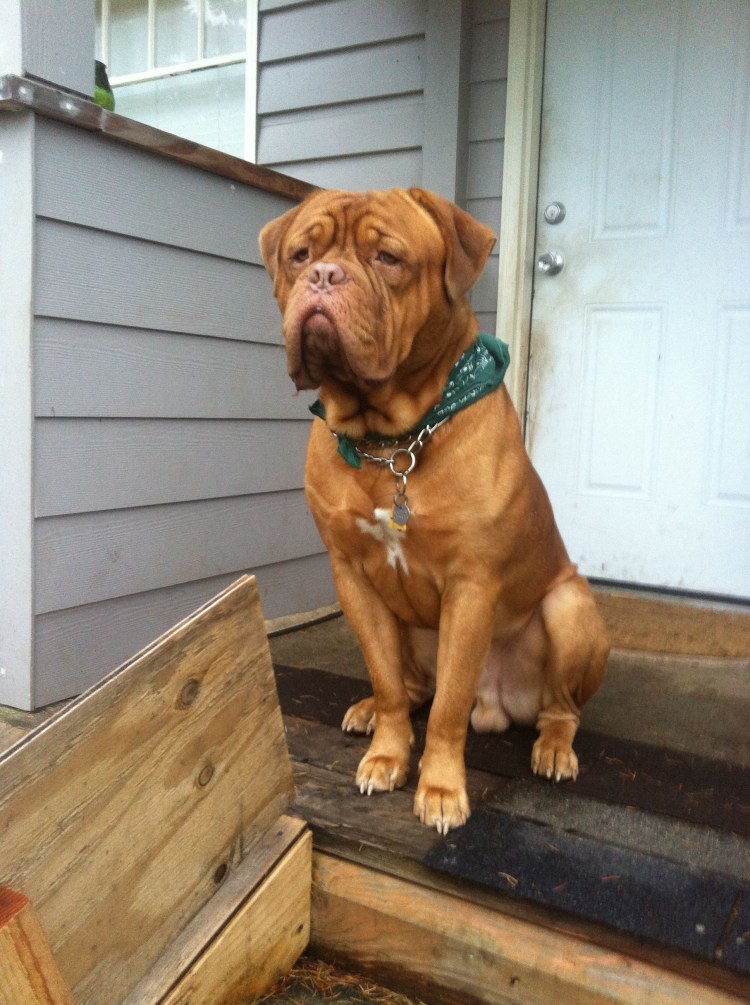 Собака мастиф из бригады