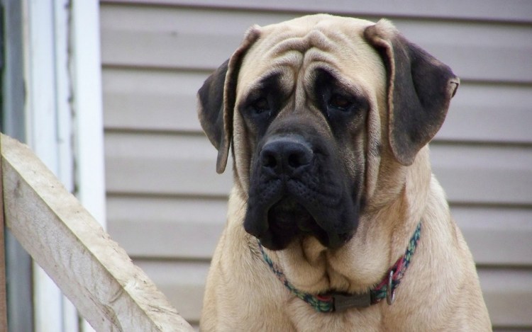 Мастиф Кельтский