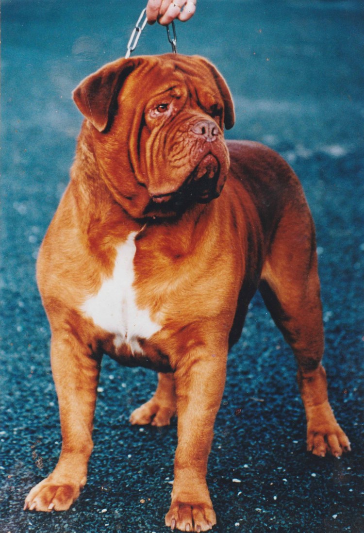 Бульмастиф толстый