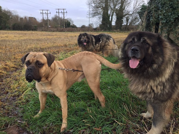 Тибетский мастиф и Кавказская овчарка