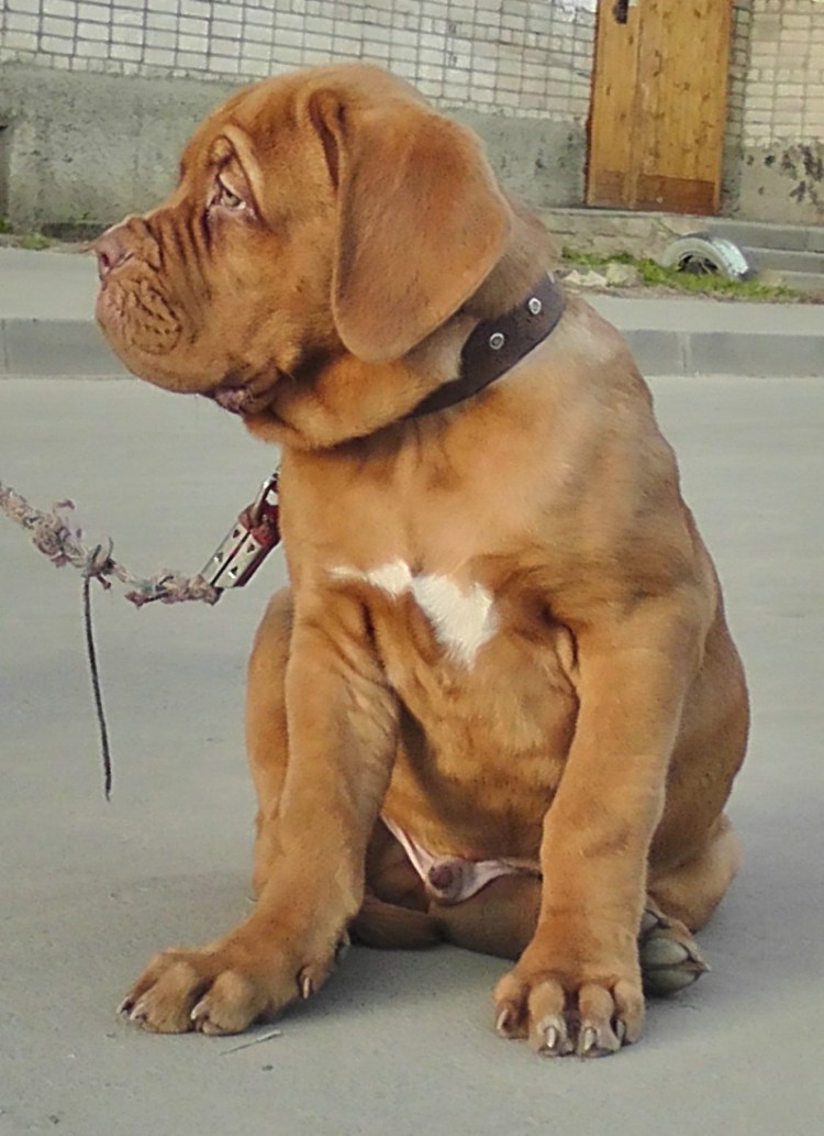 Мастиф рыжий гладкошерстный