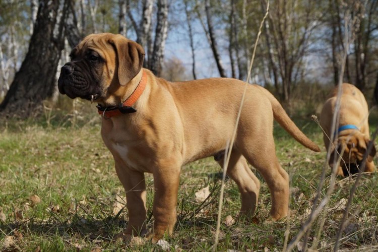 Улыбка бордосского дога