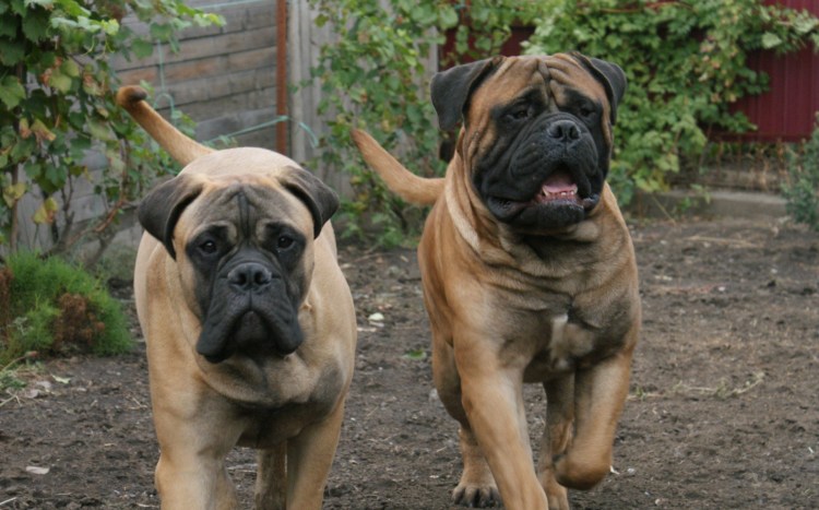 Тибетский мастиф Хонг Донг