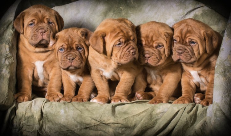 Бордосский дог и дети