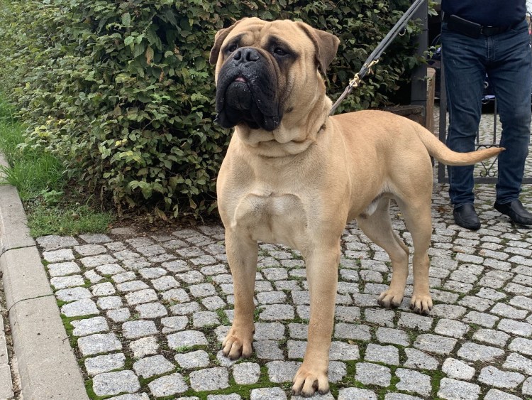 Бульмастиф серый