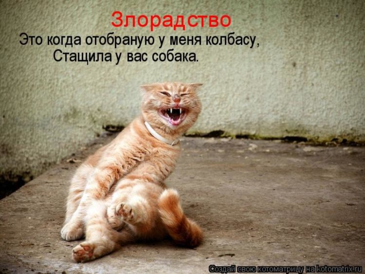 Лопающий кот