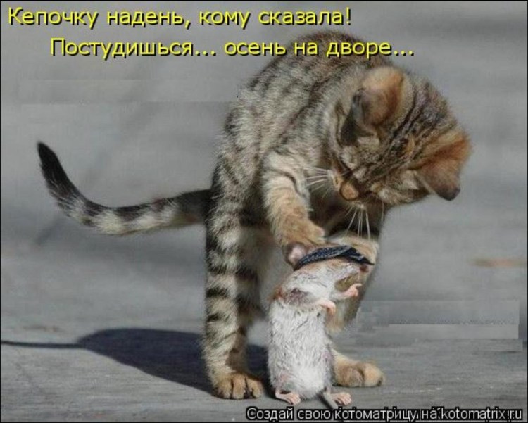 Кот вцепился