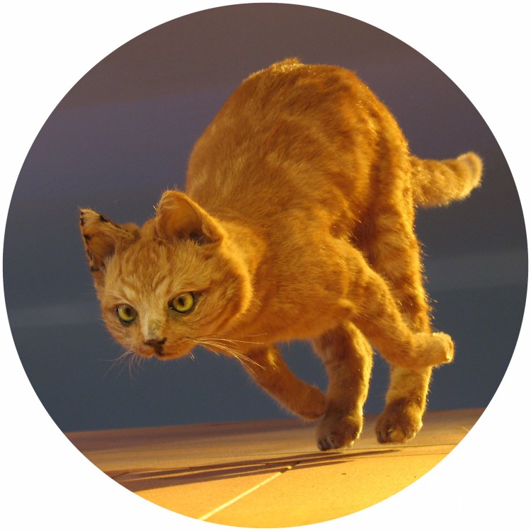 Испуганный кот бежит