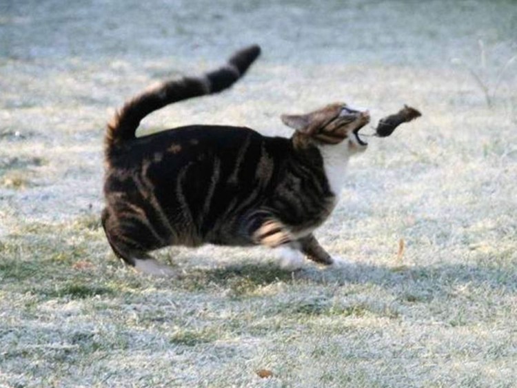 Кот бежит за мышкой