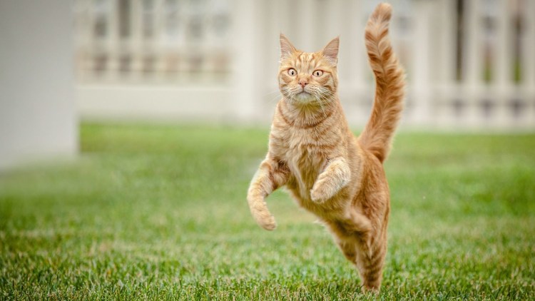 Рыжий кот убегает