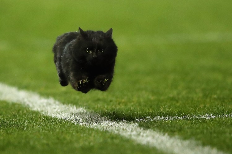 Черный кот бежит