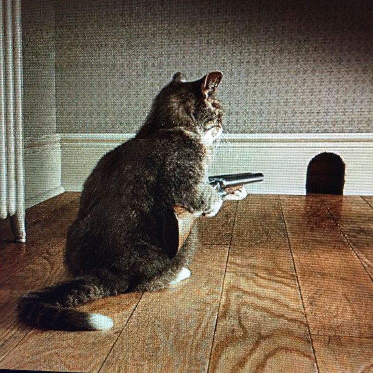 Кот с двустволкой