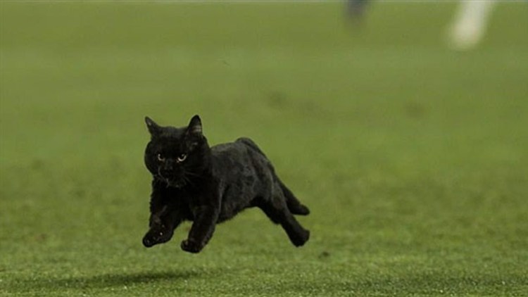 Черная кошка бежит