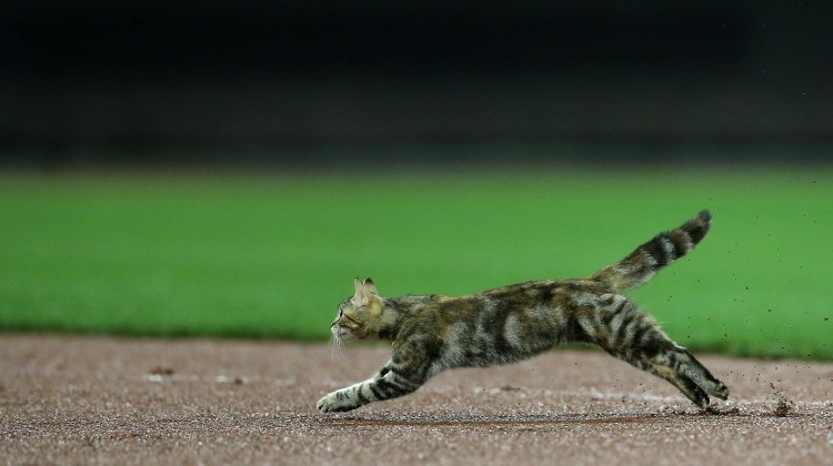 Кот убегает