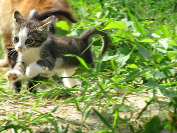 Кошки маленькие