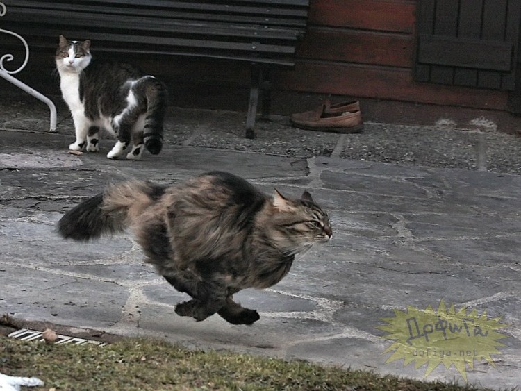 Кот несется