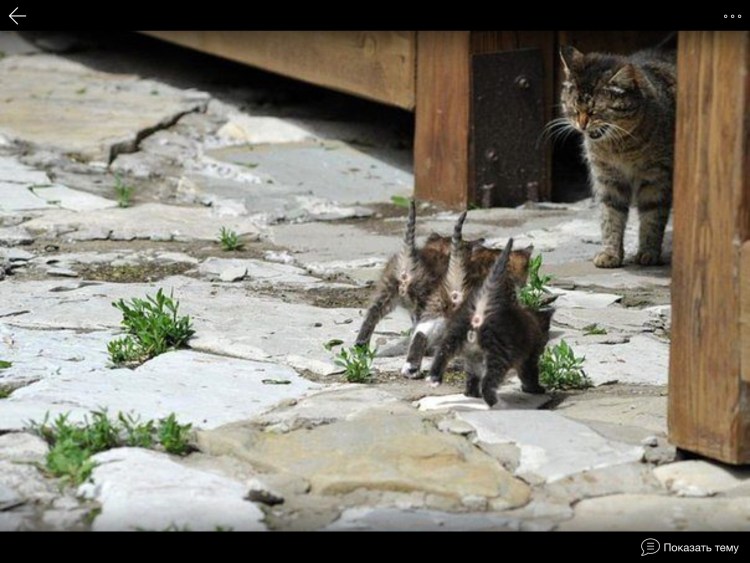 Коты бегают друг за другом