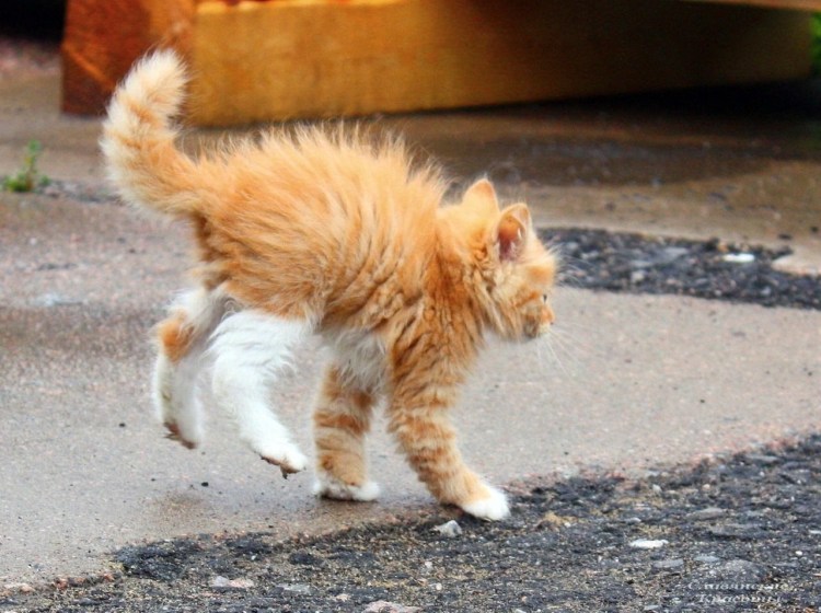 Рыжий котенок бежит