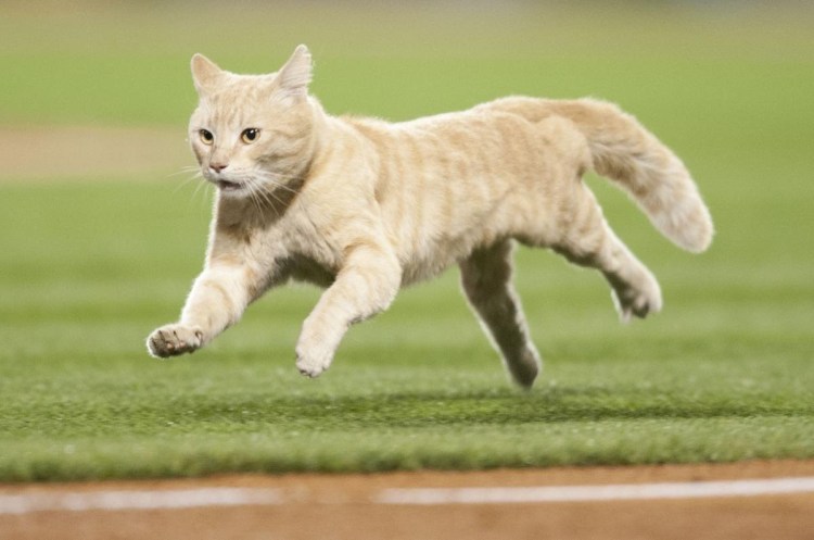 Кот бежит