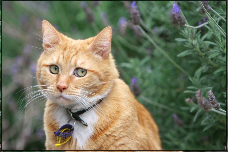 Грустный рыжий кот