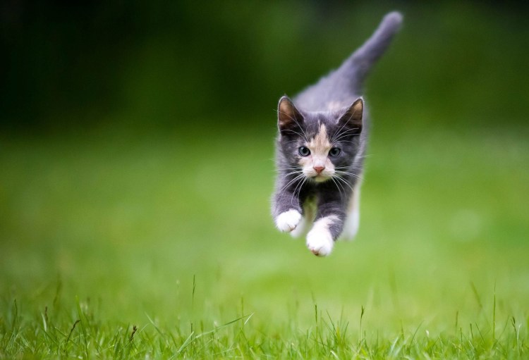 Котик бегает