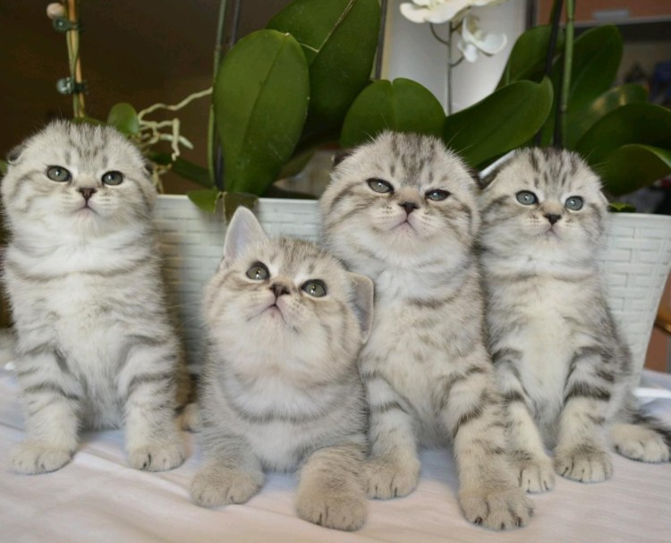 Первая Шотландская кошка Сьюзи