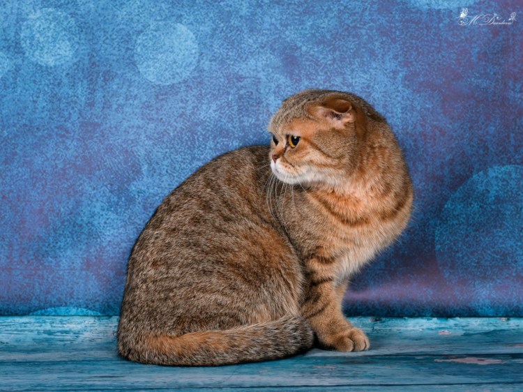 Прививки скоттиш фолд