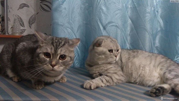 Котик вислоухий шотландец