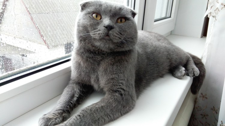 Кремовый британец вислоухий