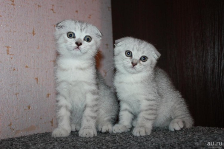 Шотландская вислоухая кошка