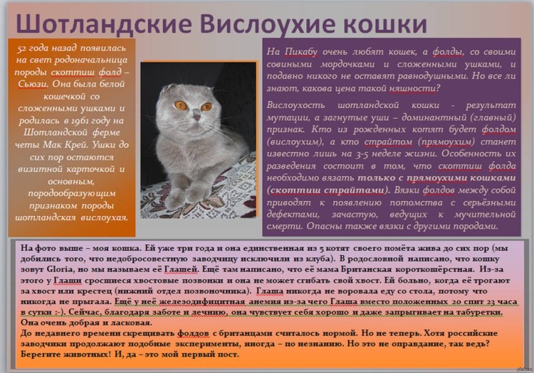 Скоттиш фолд и скоттиш страйт