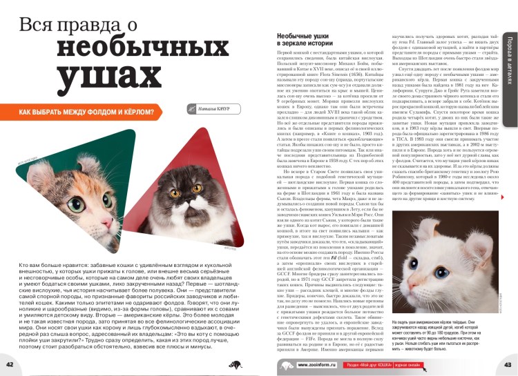 Первая Шотландская кошка Сьюзи