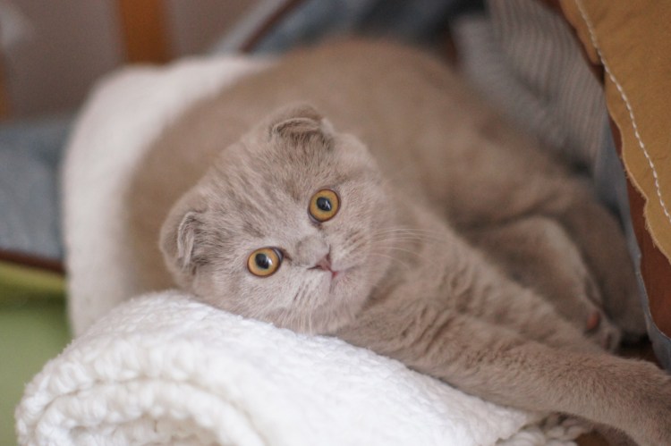 Шотландский вислоухий кот характеристика