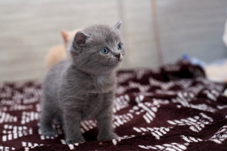 Шотландская кошка Сьюзи