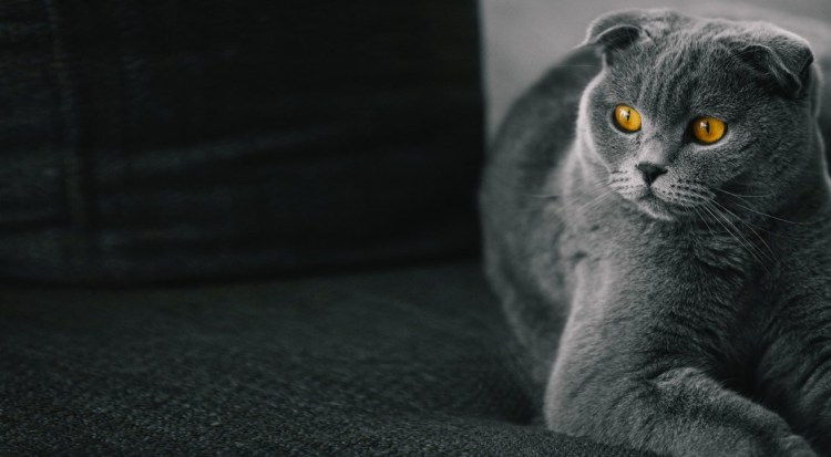 Скоттиш-фолд Шотландская вислоухая кошка белый