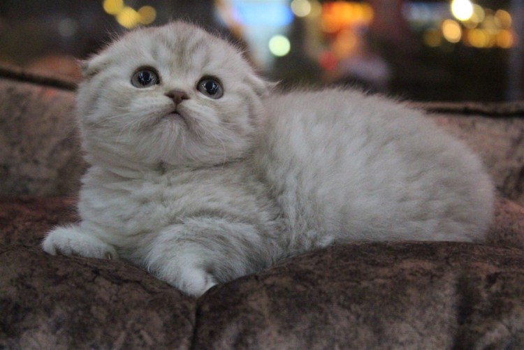 Шотландская кошка полукровка