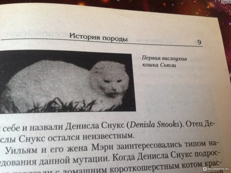 Первая Шотландская вислоухая кошка Сьюзи