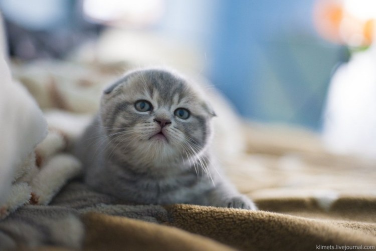 Шотландские котята Энгельс