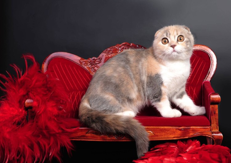 Шотландская кошка