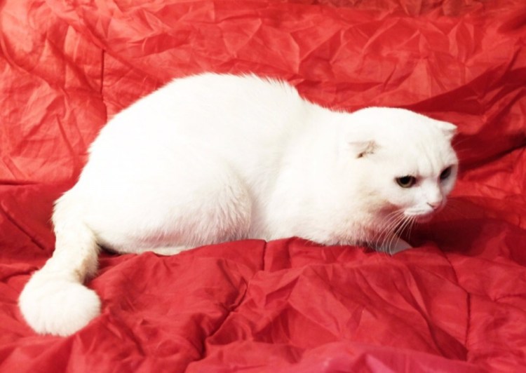 Скоттиш-фолд Шотландская